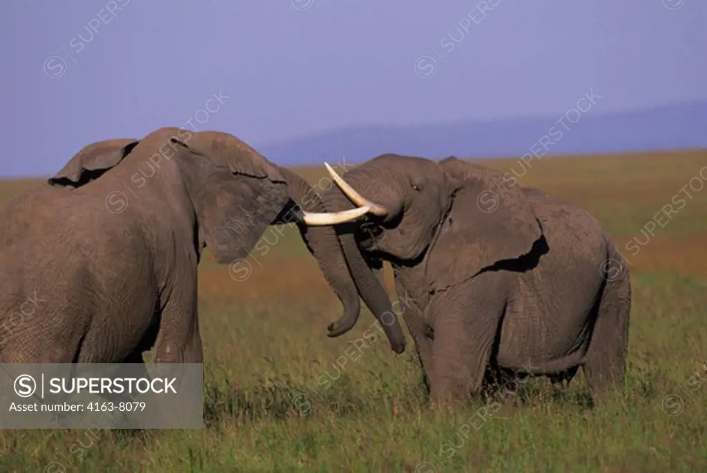 KENYA, MASAI MARA, GRASSLAND, ELEPHANT BULLS (MALES), SPARRING