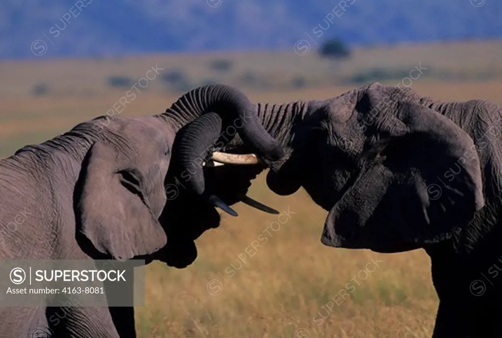KENYA, MASAI MARA, GRASSLAND, ELEPHANT BULLS (MALES), SPARRING