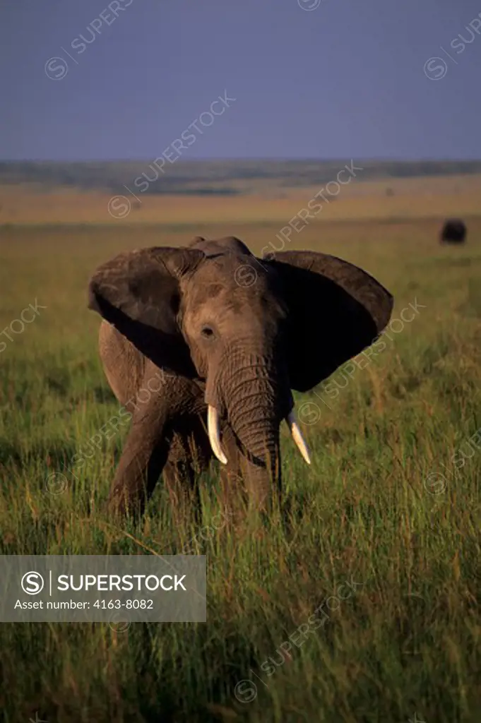 KENYA, MASAI MARA, GRASSLAND, ELEPHANT