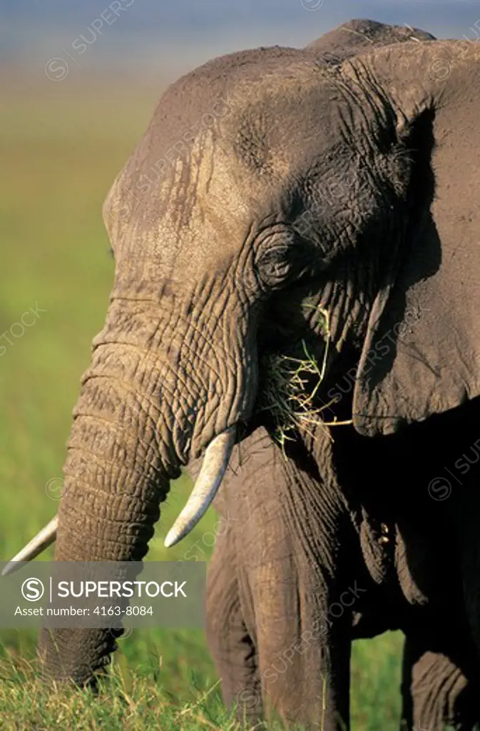 KENYA, MASAI MARA, GRASSLAND, ELEPHANT, CLOSE-UP
