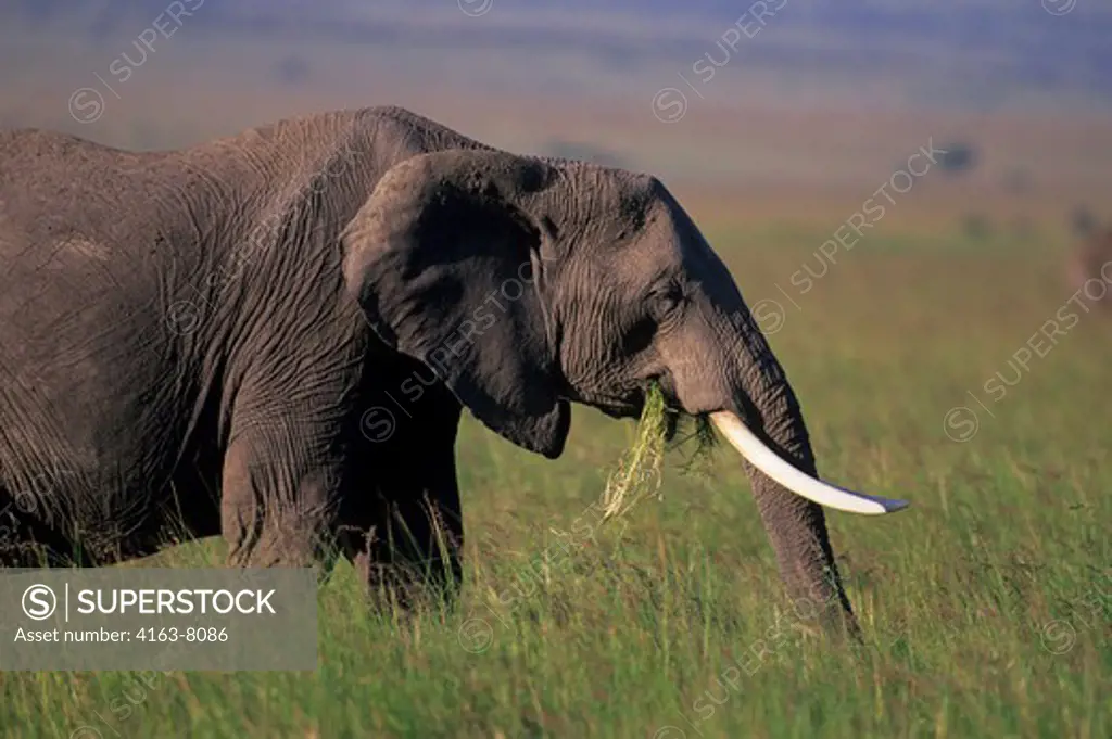 KENYA, MASAI MARA, GRASSLAND, ELEPHANT GRAZING
