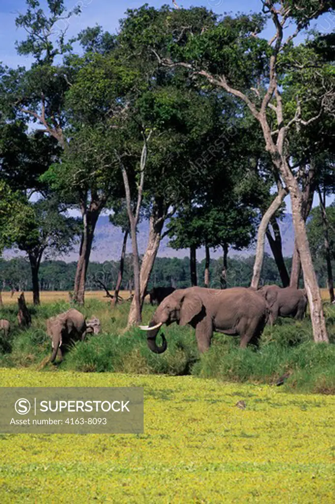 KENYA, MASAI MARA, ELEPHANTS DRINKING, POND COVERED WITH WATER CABBAGE
