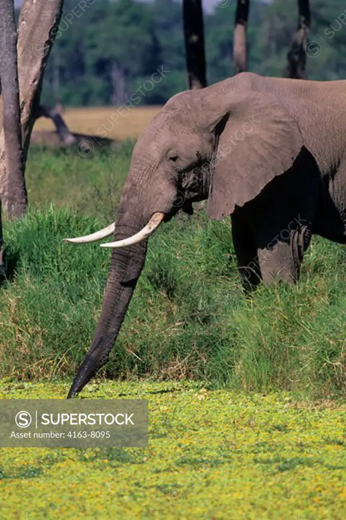 KENYA, MASAI MARA, ELEPHANT DRINKING, POND COVERED WITH WATER CABBAGE