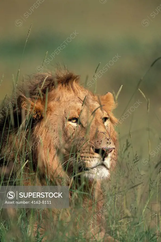 KENYA, MASAI MARA, LIONS, MALE LION, CLOSE-UP