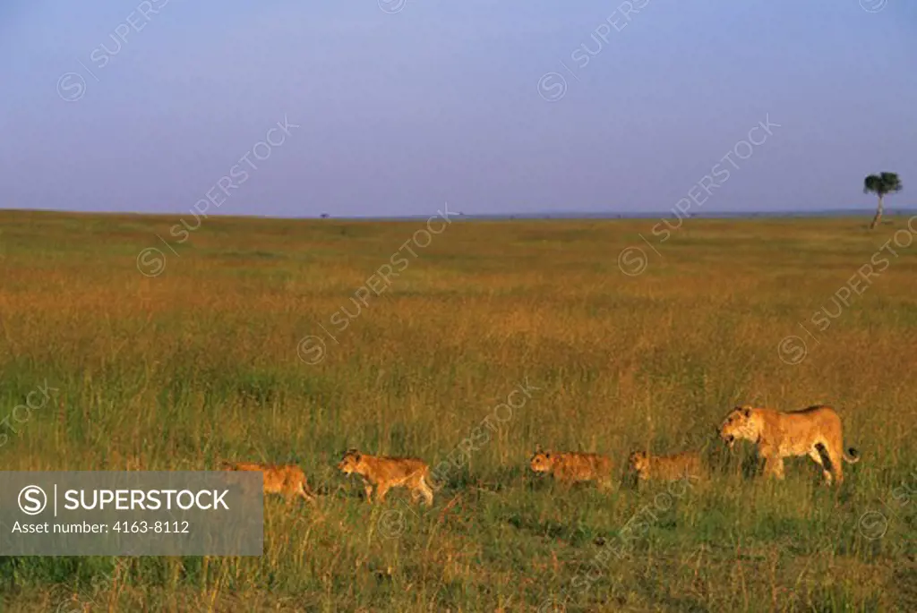 KENYA, MASAI MARA, PRIDE OF LIONS WALKING THROUGH GRASS, HUNTING FOR FOOD