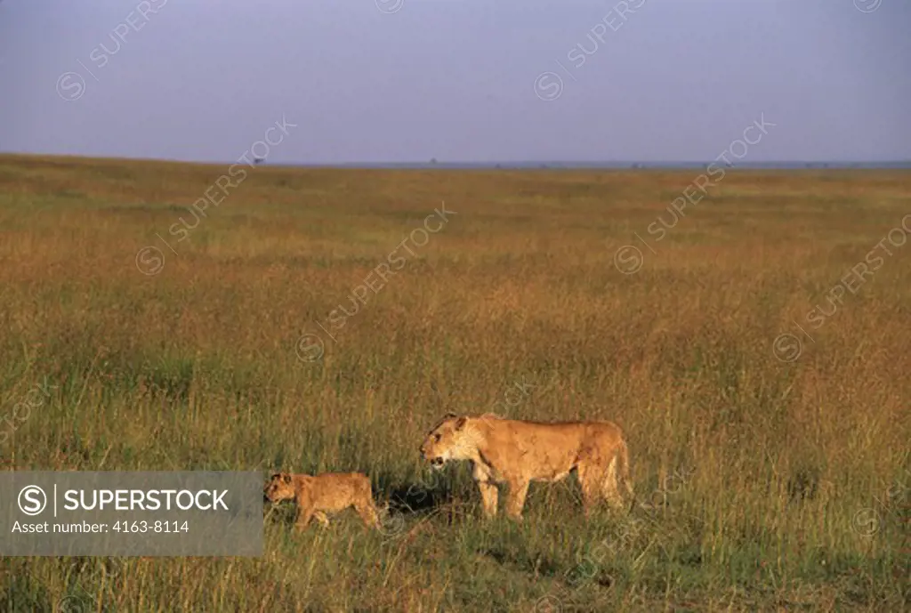 KENYA, MASAI MARA, LIONS, LIONESS WITH CUBS WALKING THROUGH GRASS