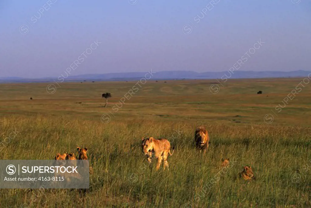 KENYA, MASAI MARA, PRIDE OF LIONS WALKING THROUGH GRASS, HUNTING FOR FOOD, EVENING SUNSHINE