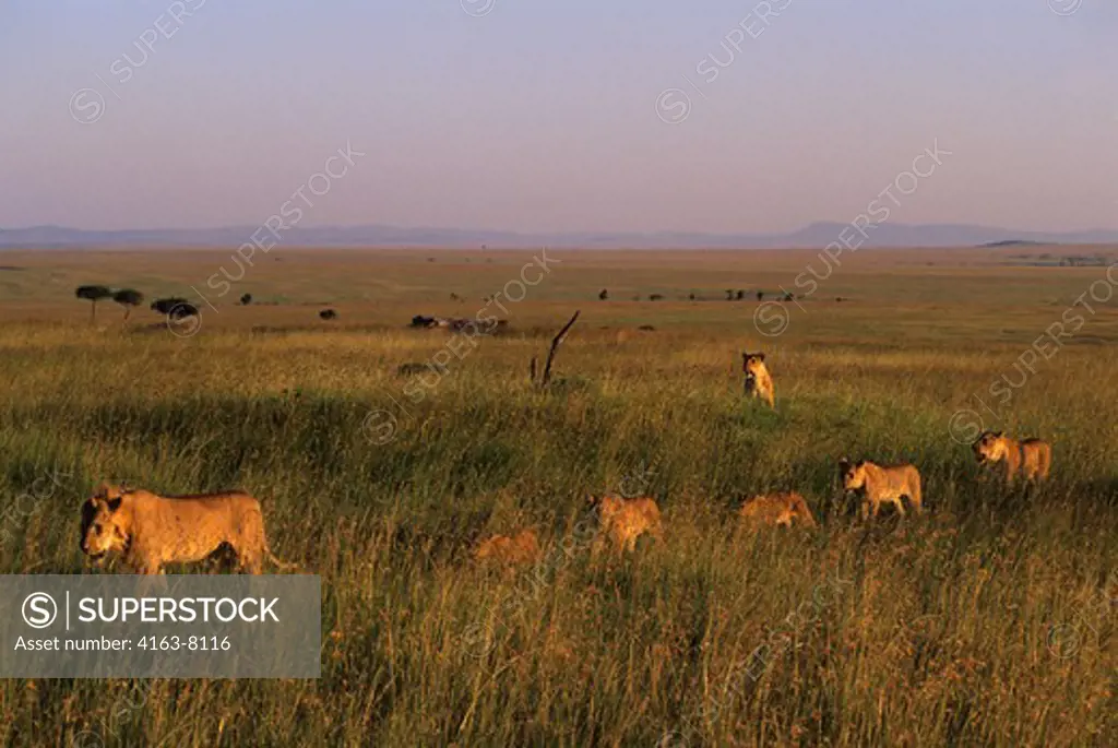 KENYA, MASAI MARA, PRIDE OF LIONS WALKING THROUGH GRASS