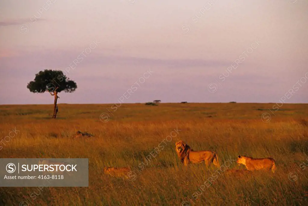 KENYA, MASAI MARA, PRIDE OF LIONS WALKING THROUGH GRASS, HUNTING FOR FOOD, EVENING SUNSHINE
