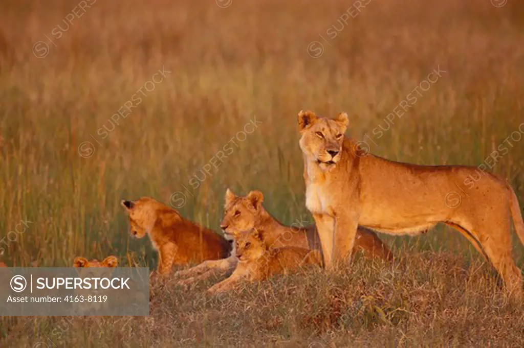KENYA, MASAI MARA, PRIDE OF LIONS, LIONESS WITH CUBS, EVENING SUNSHINE