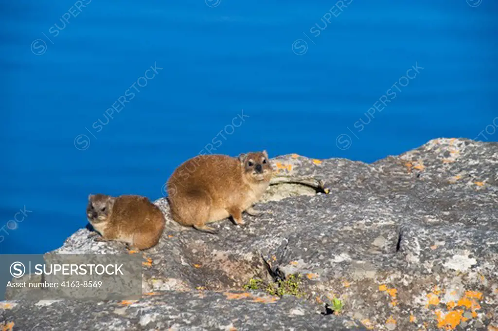 SOUTH AFRICA, CAPE TOWN, TABLE MOUNTAIN, ROCK HYRAX (DASSIE) WARMING UP IN SUNSHINE