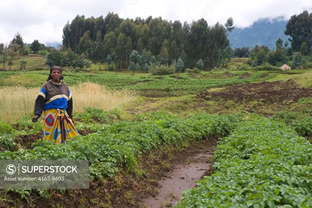 RWANDA, VIRUNGA VOLCANOES AREA, POTATO FIELD, WOMAN HARVESTING POTATOES