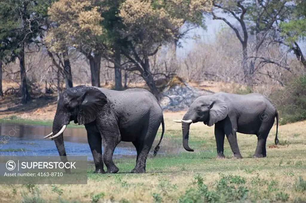 BOTSWANA, OKAVANGO INLAND DELTA, DUMA TAU, AFRICAN ELEPHANTS (Loxodonta africana) AT SAVUTI CHANNEL