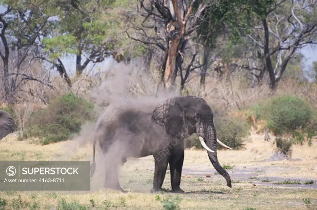 BOTSWANA, OKAVANGO INLAND DELTA, DUMA TAU, AFRICAN ELEPHANT (Loxodonta africana) DUST BATHING
