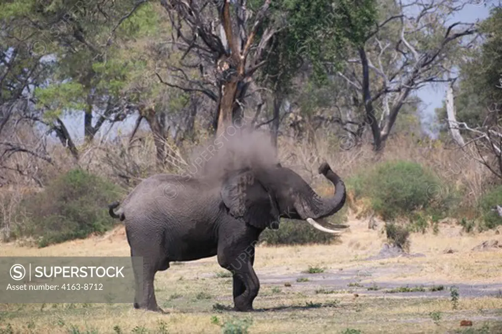 BOTSWANA, OKAVANGO INLAND DELTA, DUMA TAU, AFRICAN ELEPHANT (Loxodonta africana) DUST BATHING
