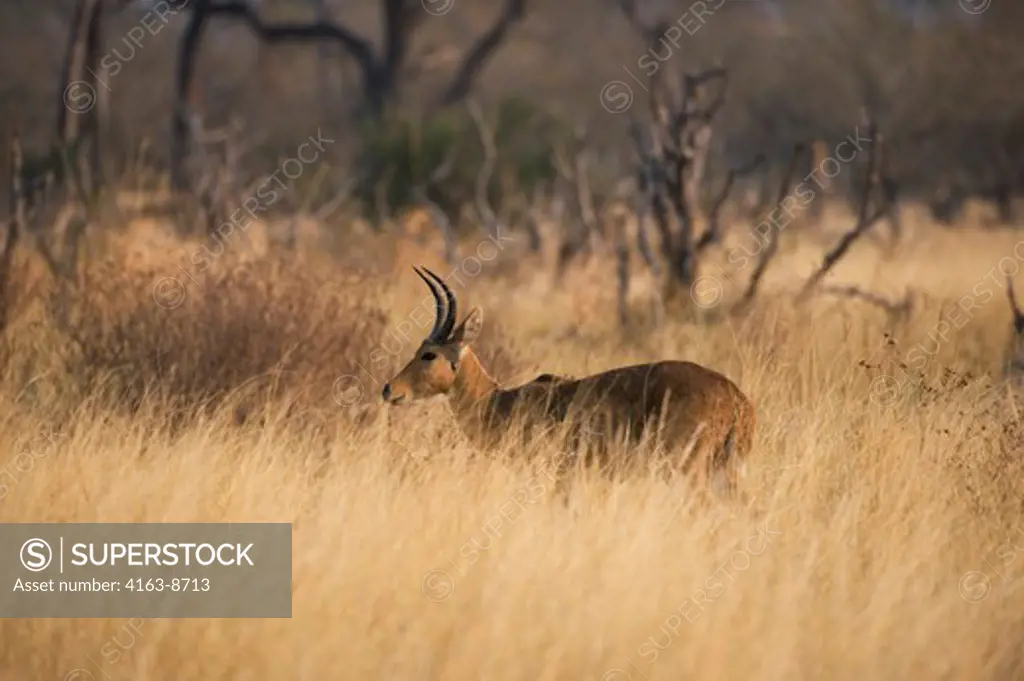 BOTSWANA, OKAVANGO INLAND DELTA, DUMA TAU, REEDBUCK (Redunca arundinum)