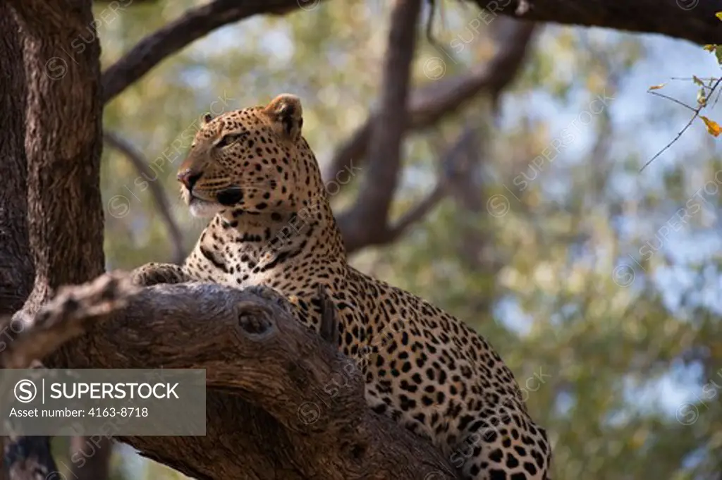 BOTSWANA, OKAVANGO INLAND DELTA, DUMA TAU, LEOPARD (Panthera pardus) IN TREE