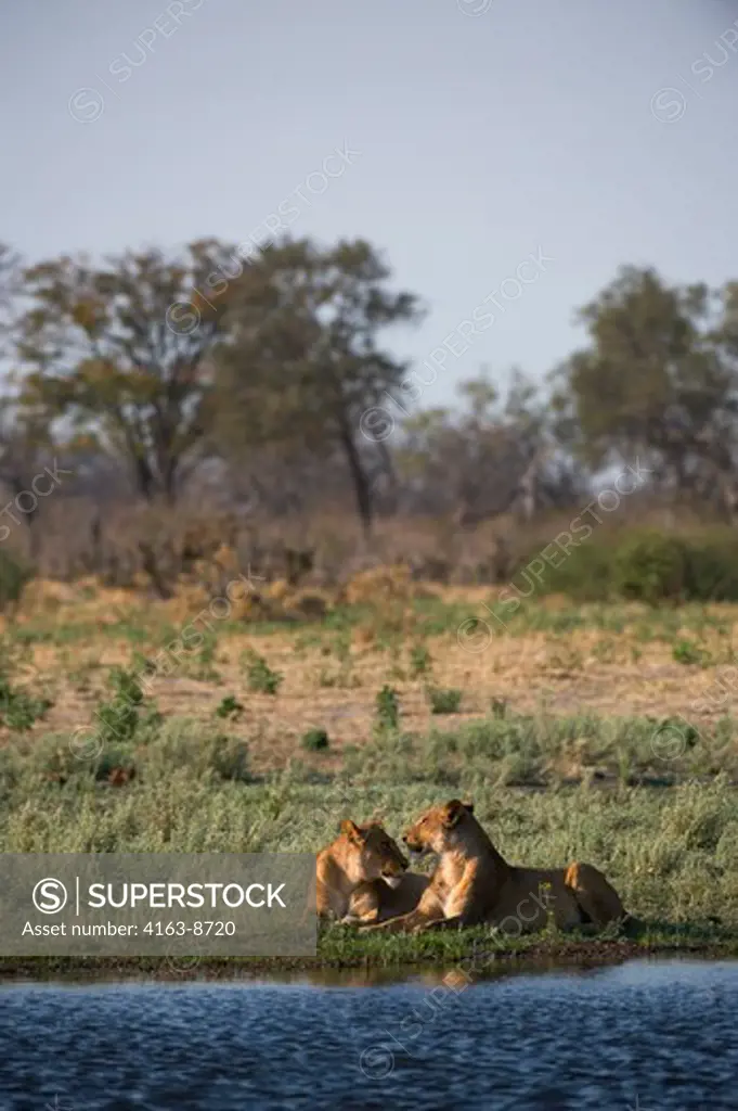BOTSWANA, OKAVANGO INLAND DELTA, DUMA TAU, SAVUTI CHANNEL, LIONS (Panthera leo) RESTING AFTER EATING KILL