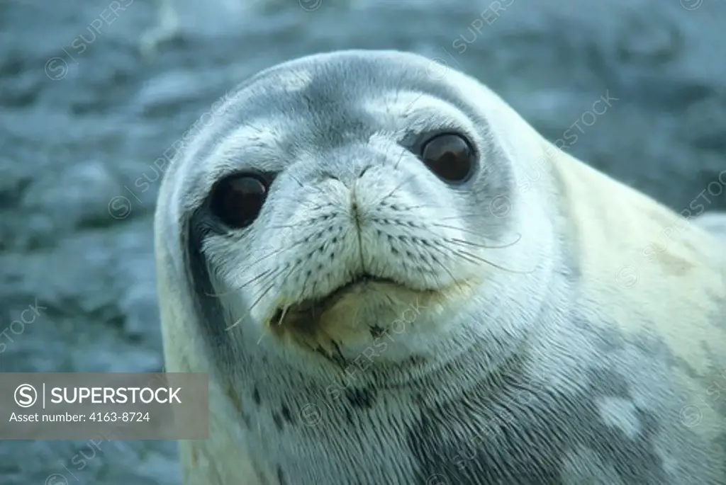 ANTARCTICA, PORTRAIT OF A WEDDELL SEAL LOOKING INTO THE CAMERA