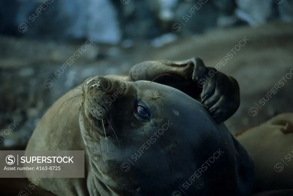 ANTARCTICA, ELEPHANT SEAL SCRATCHING HEAD WITH FLIPPER
