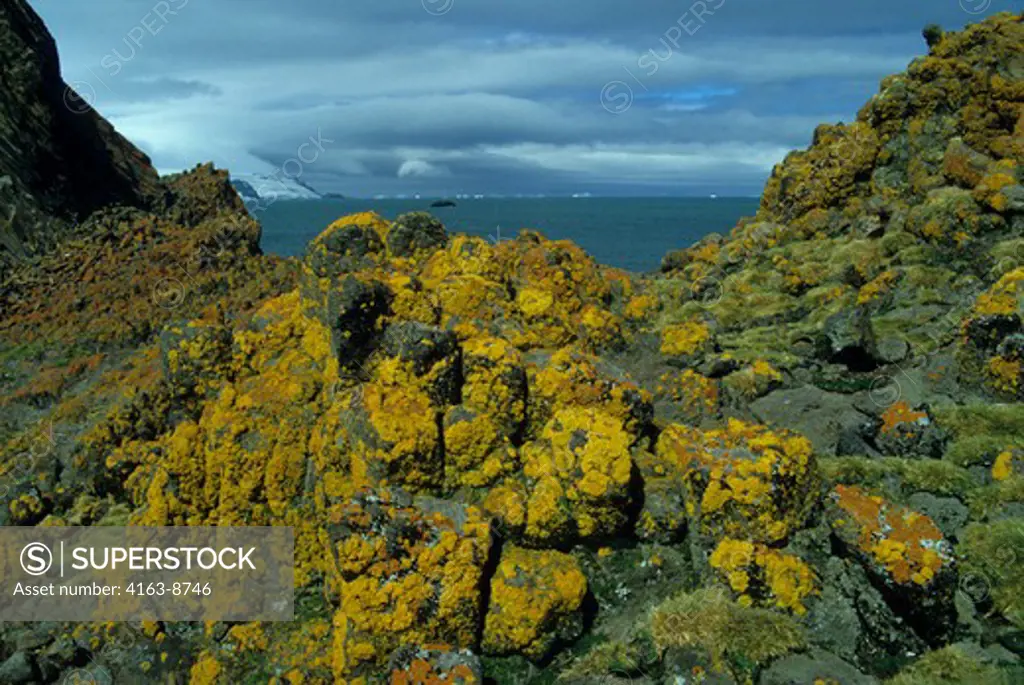 ANTARCTICA, SOUTH SHETLAND ISLANDS, KING GEORGE ISLAND, LICHENS AND GRASS GROWING ON LAVA ROCKS