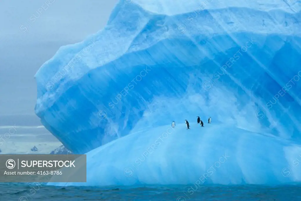 ANTARCTICA, CHINSTRAP PENGUINS RESTING ON BLUE ICEBERG NEAR ELEPHANT ISLAND