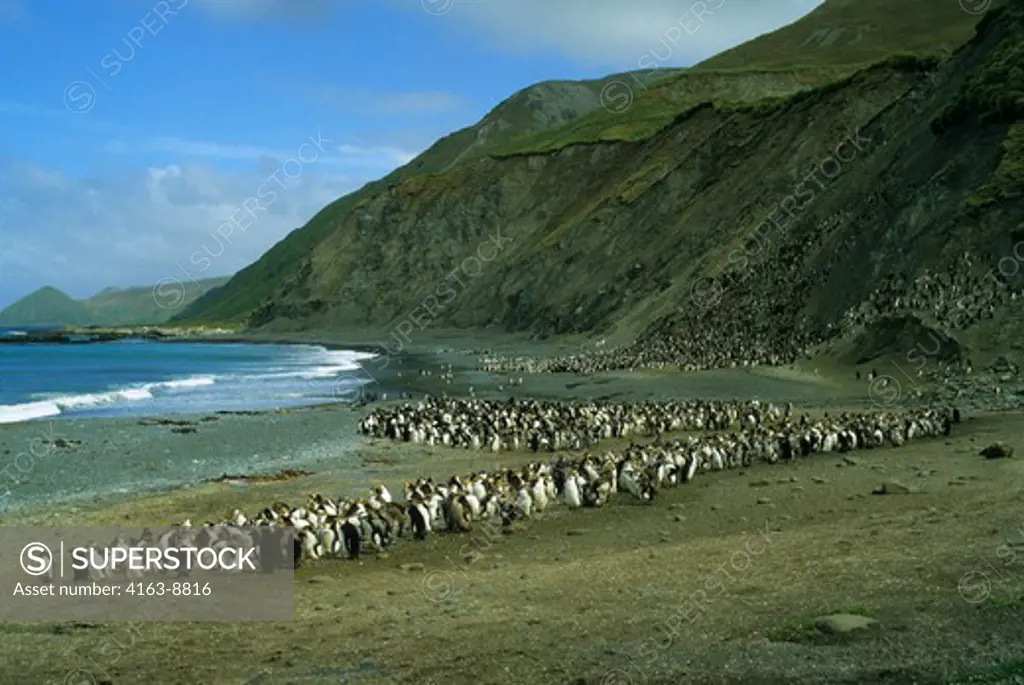 MACQUARIE ISLAND, ROYAL PENGUINS ON BEACH MOULTING