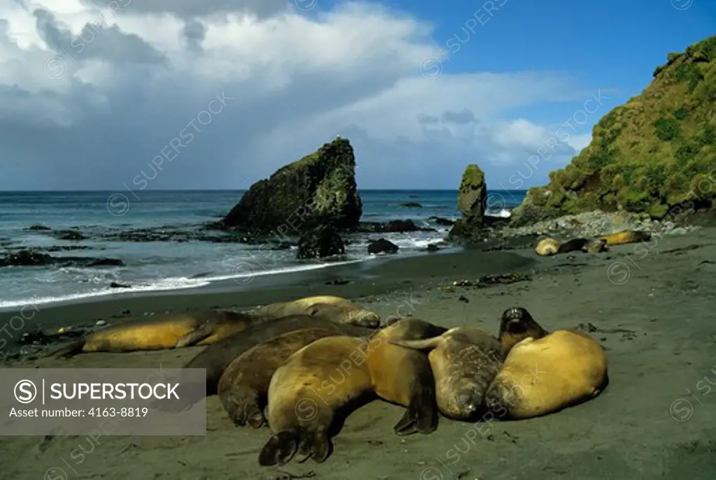 SUB-ANTARCTICA, MACQUARIE ISLAND, ELEPHANT SEALS ON THE BEACH