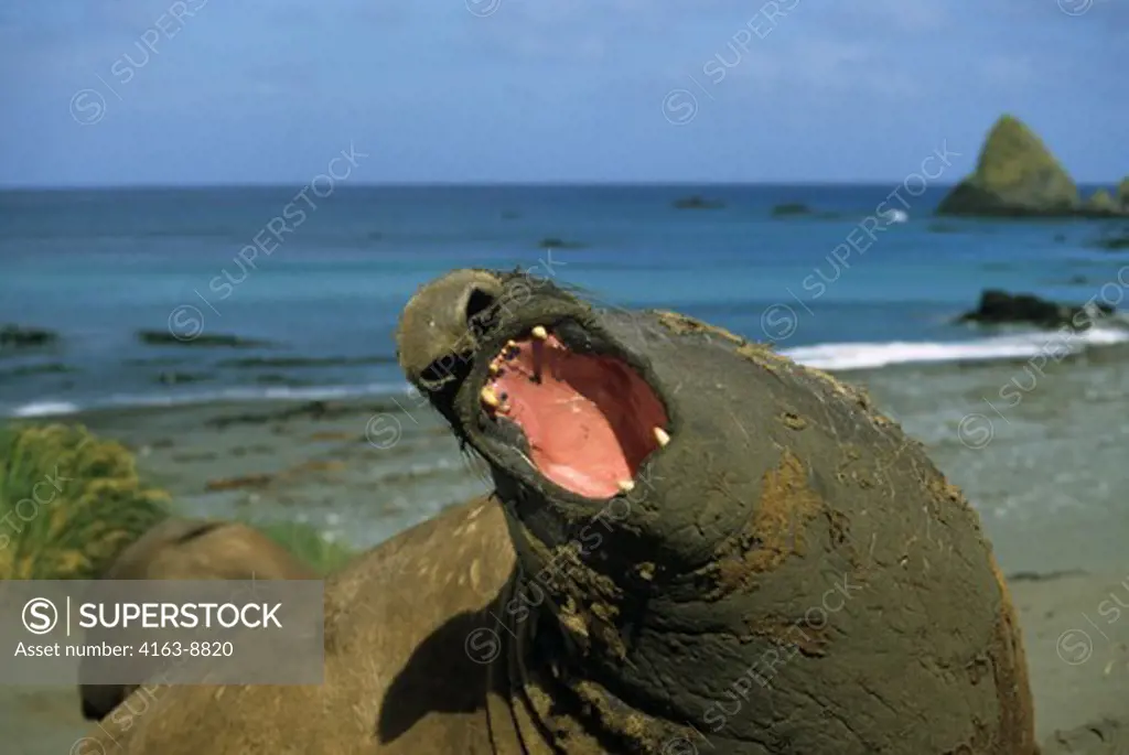 MACQUARIE ISLAND, ELEPHANT SEAL ON BEACH, ROARING