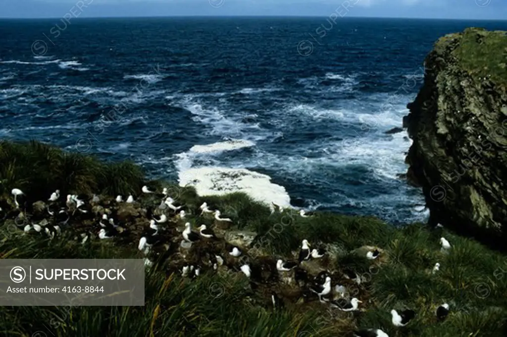 FALKLAND ISLANDS,WESTPOINT ISLAND, BLACK-BROWED ALBATROSS COLONY IN TUSSOCK GRASS