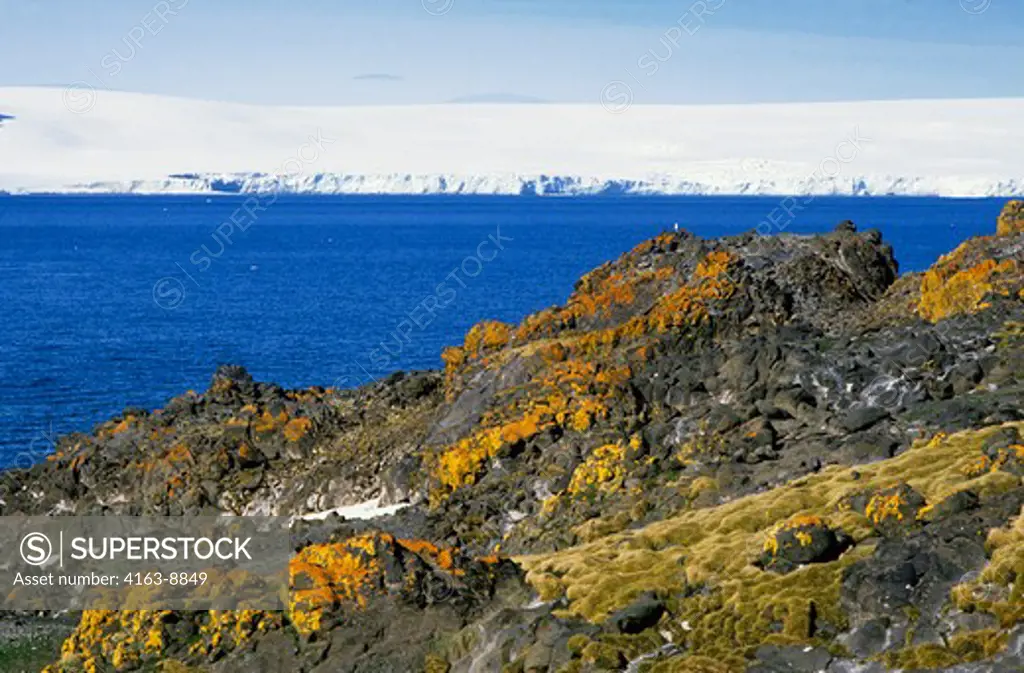 ANTARCTICA, KING GEORGE ISLAND, LICHEN, MOSS AND GRASS-COVERED ROCKS AT POLISH STATION ARCTOWSKI