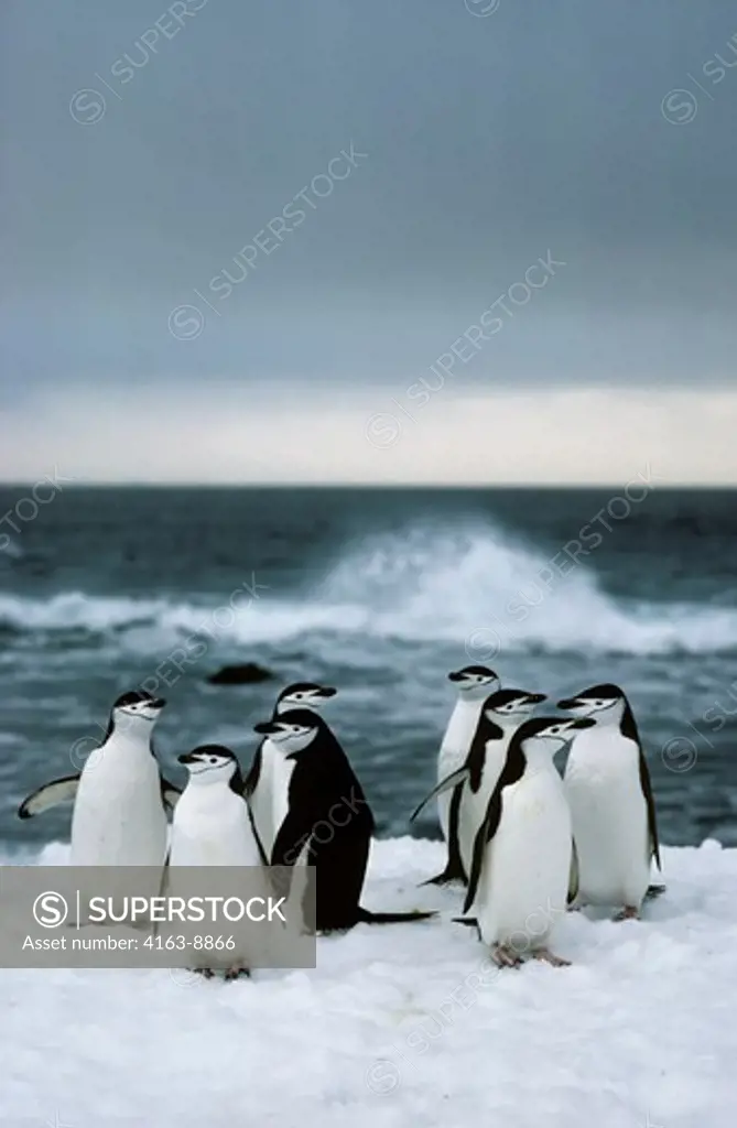 ANTARCTICA, NELSON ISLAND, CHINSTRAP PENGUINS RESTING ON SNOW, AFTER RETURNING FROM SEA