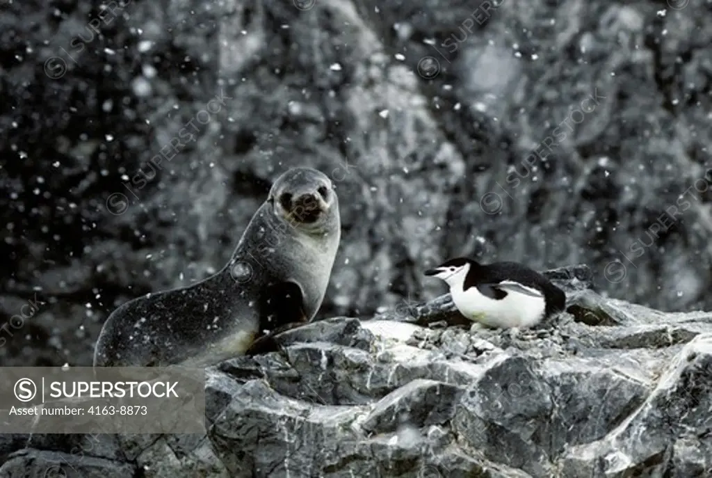 ANTARCTICA, NELSON ISLAND, SOUTHERN FUR SEAL AND CHINSTRAP PENGUIN ON NEST