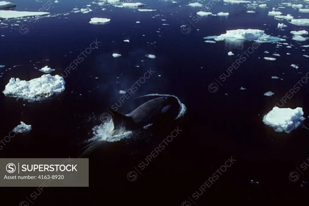 ANTARCTIC PENINSULA AREA, KILLER WHALE, ORCA