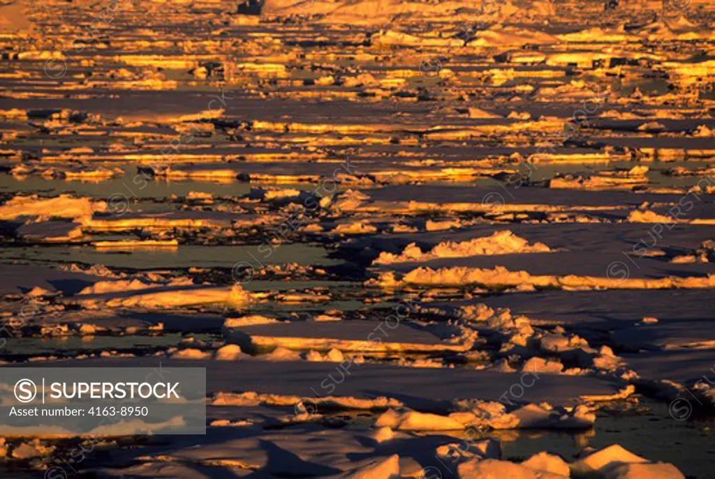 ANTARCTIC PENINSULA AREA, PACK ICE IN MIDNIGHT SUNLIGHT