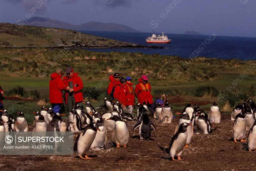 FALKLAND IS., CARCASS IS., TOURISTS AT GENTOO PENGUIN COLONY, MS EXPLORER BACKGROUND