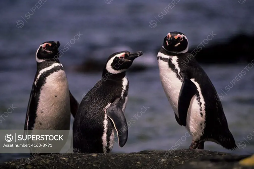 FALKLAND IS., CARCASS IS., MAGELLANIC PENGUINS ON ROCKY BEACH