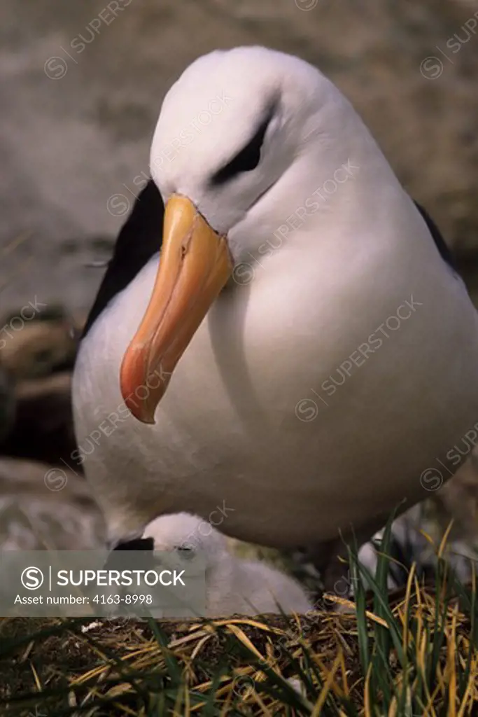 FALKLAND IS., WESTPOINT IS BLACK-BROWED ALBATROSS WITH CHICK