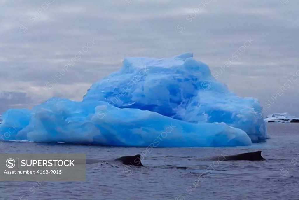 ANTARCTIC PENINSULA, ARGENTINE ISLANDS, HUMPBACK WHALES WITH BLUE ICEBERG IN BACKGROUND