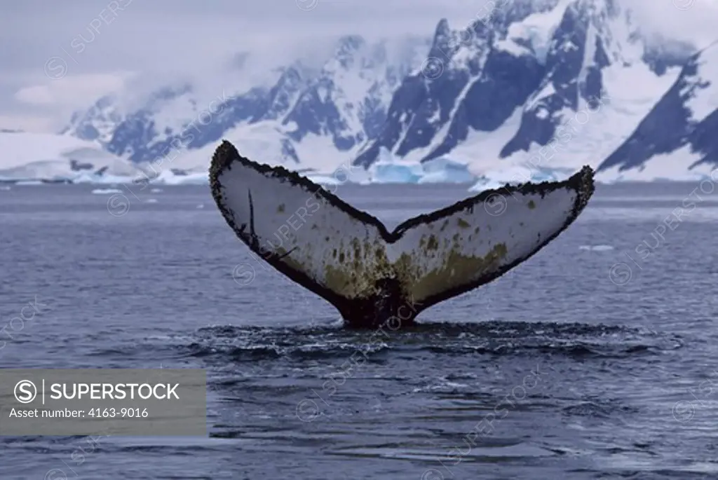 ANTARCTIC PENINSULA, ARGENTINE ISLANDS, HUMPBACK WHALE, DIVING SEQUENCE