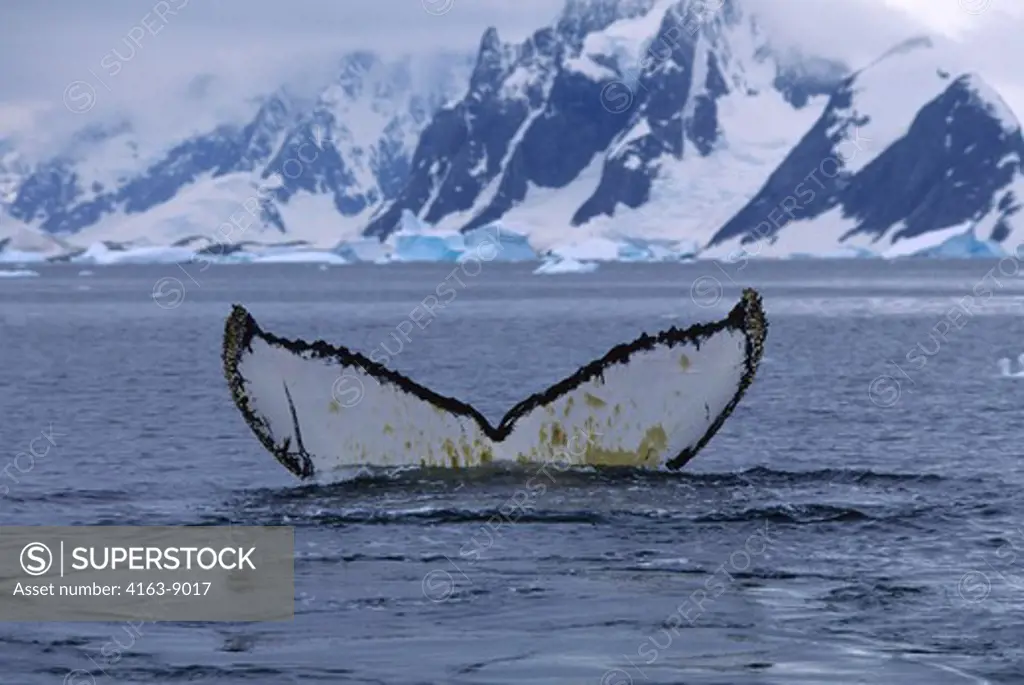 ANTARCTIC PENINSULA, ARGENTINE ISLANDS, HUMPBACK WHALE FLUKE, DIVING SEQUENCE