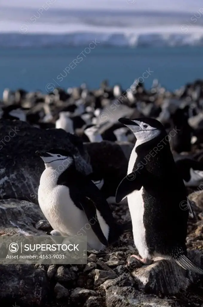 ANTARCTICA, PENGUIN ISLAND, CHINSTRAP PENGUIN PAIR AT NEST WITH NEWLY HATCHED CHICKS