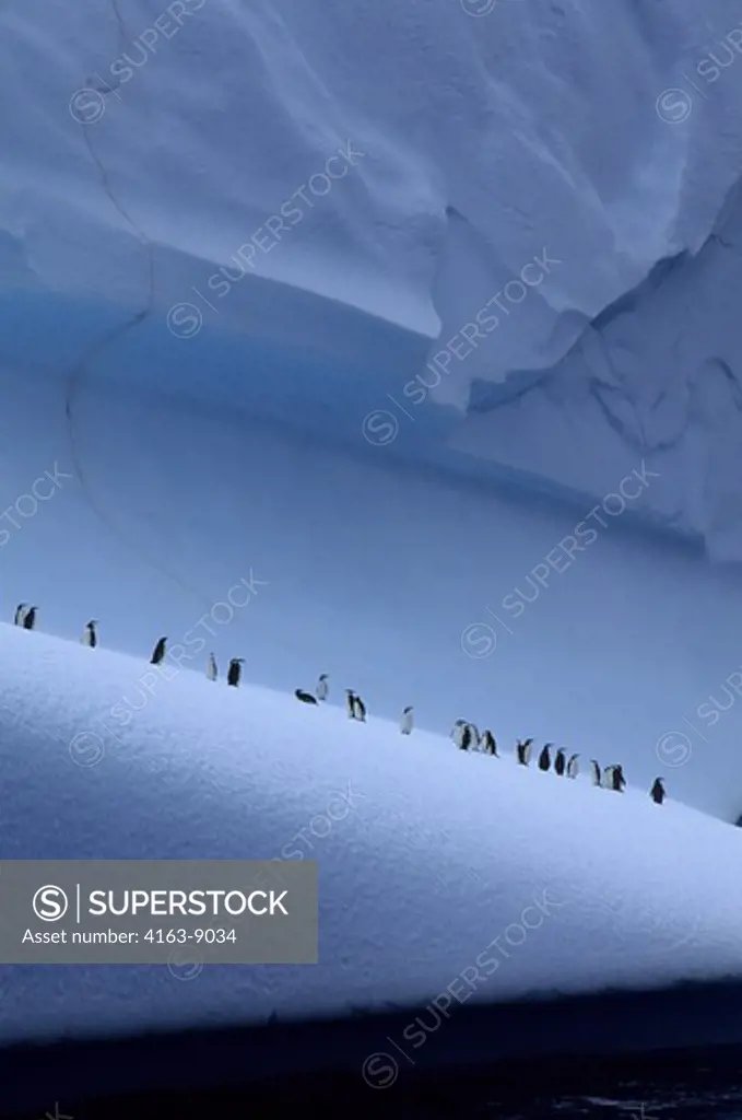ANTARCTICA, SOUTH ORKNEY ISLANDS, CHINSTRAP PENGUINS ON ICEBERG