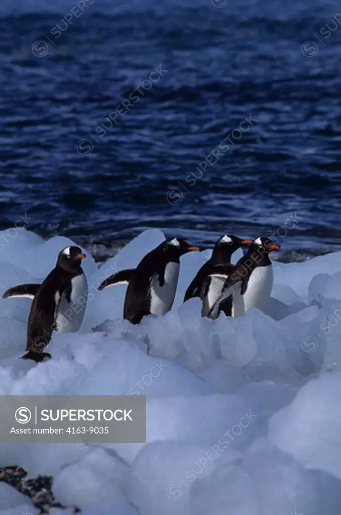 ANTARCTICA, SOUTH ORKNEY ISLANDS, ICE PEBBLES ON BEACH, GENTOO PENGUINS
