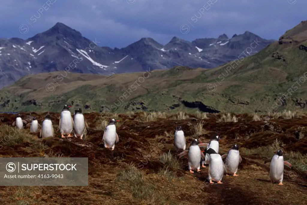 SOUTH GEORGIA ISLAND, STROMNESS, GENTOO PENGUINS RETURNING FROM FEEDING AT SEA