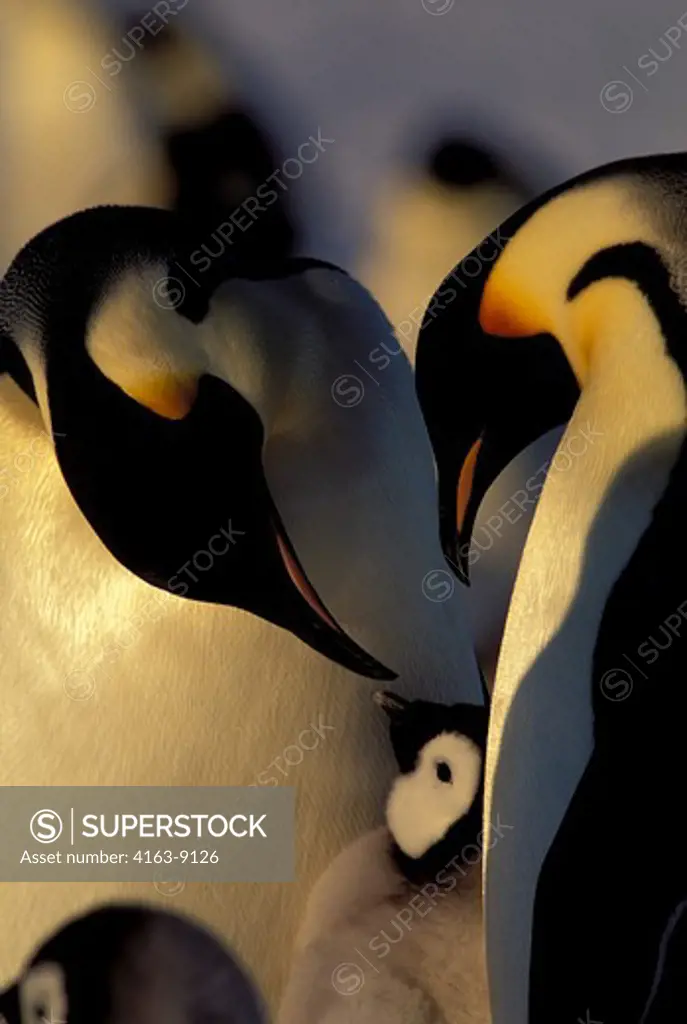 ANTARCTICA, ATKA ICEPORT, EMPEROR PENGUIN PAIR WITH CHICK, CLOSE-UP, DISPLAYING