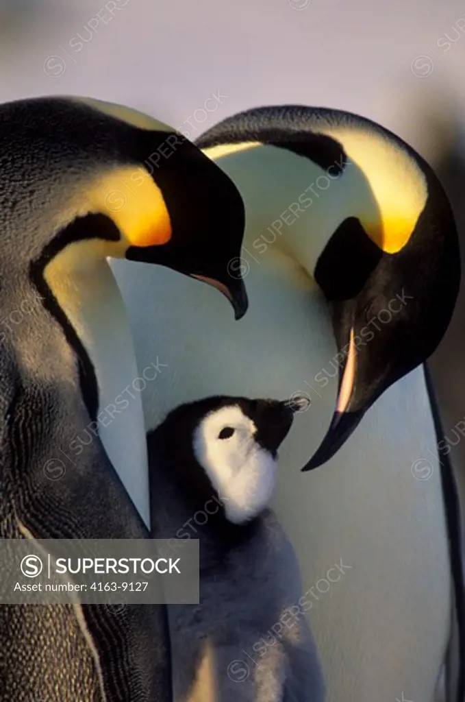 ANTARCTICA, ATKA ICEPORT, EMPEROR PENGUIN PAIR WITH CHICK, CLOSE-UP, DISPLAYING