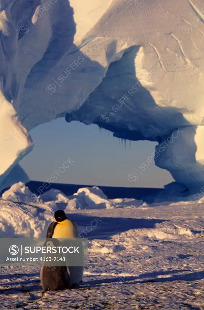 ANTARCTICA, ATKA ICEPORT, EMPEROR PENGUIN WITH CHICK, ICEBERG WITH ARCH