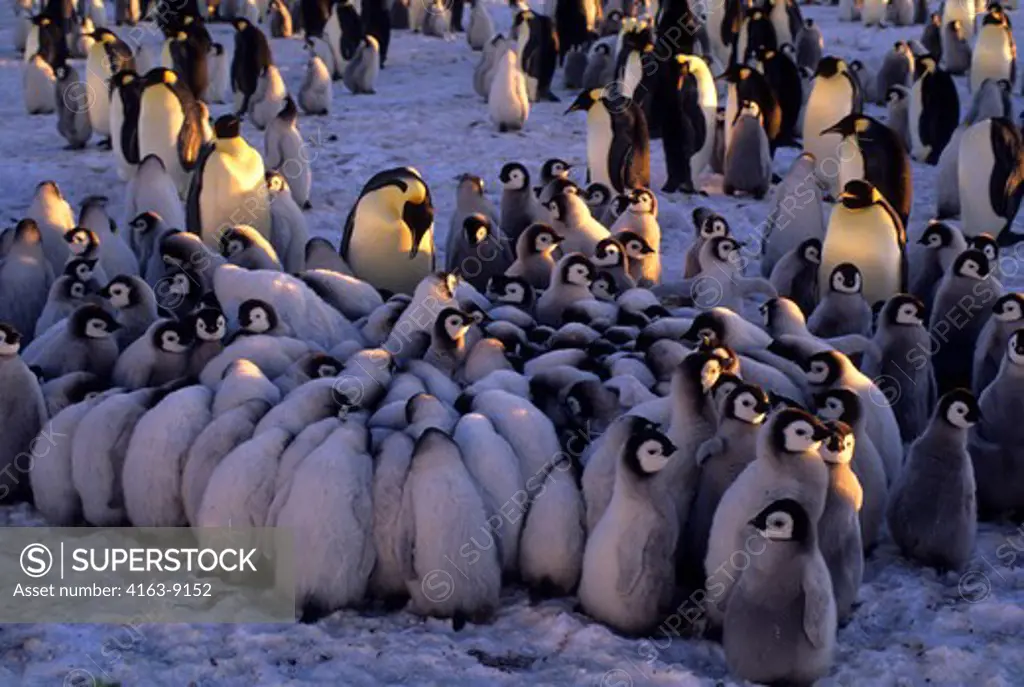ANTARCTICA, ATKA ICEPORT, EMPEROR PENGUIN COLONY, CHICKS IN CRECHE, HUDDLING TO STAY WARM