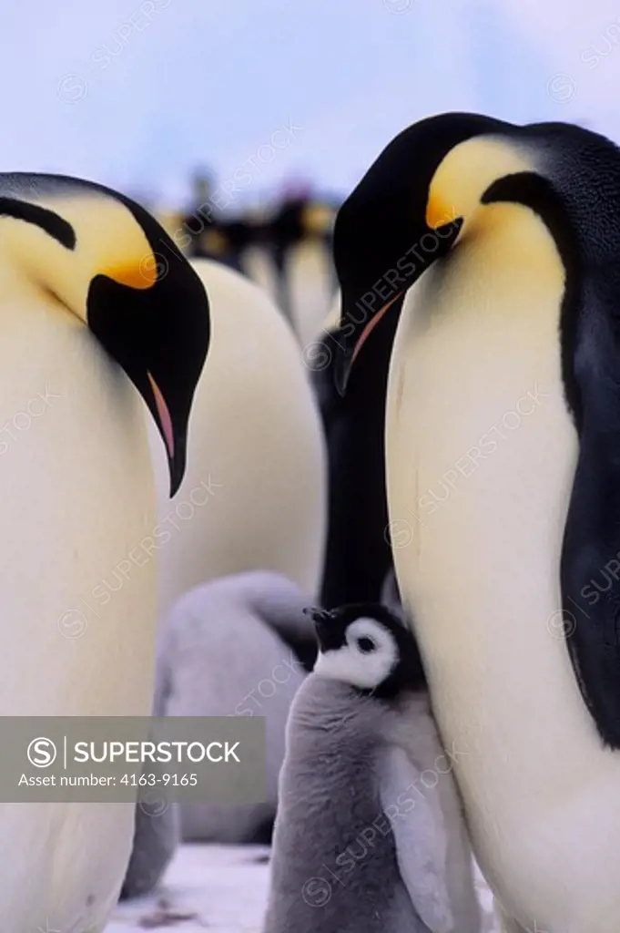 ANTARCTICA, RIISER-LARSEN ICE SHELF, EMPEROR PENGUIN COLONY,PAIR WITH CHICK, CLOSE-UP, DISPLAYING